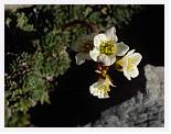 Saxifraga scardica * Scardic Saxifrage - Mitikas, Mt Olympus, July 1985 * 4153 x 3216 * (3.58MB)